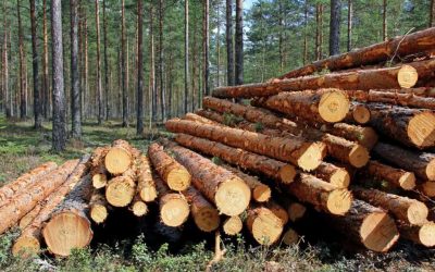 where to buy logs when building a log cabin where to get logs for cabins