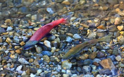 best Kokanee trolling rod best kokanee rods kokanee rods kokanee trolling rod