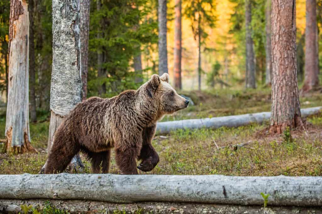 Does Bear Spray Really Work How To Use It When Backpacking Outdoor Troop