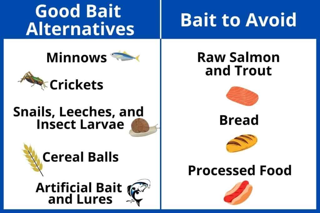 Fishing Bait Chart
Good Fishing Bait Alternatives such as Minnows, Crickets, Snails, Leeches and Insect Larvae, Cereal Balls and Artificial Bait and Lures.

Fishing Bait to Avoid
Raw Salmon and Trout, Bread and Processed Food.