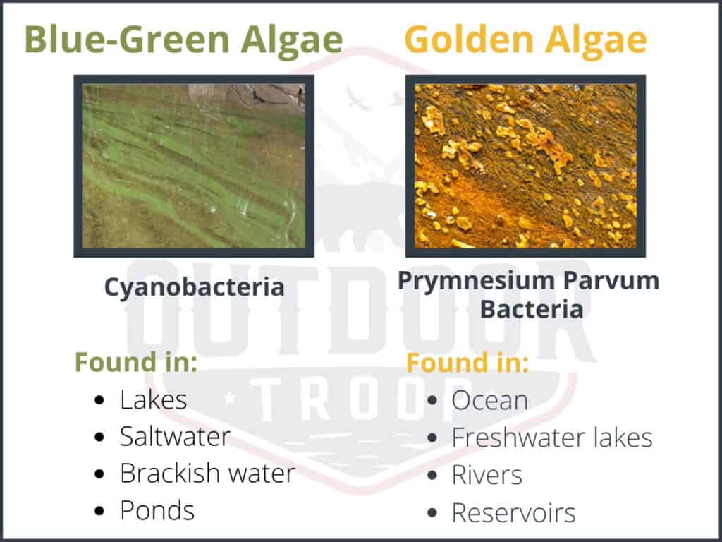 Table showing pictures of blue-green algae compared to Golden Algae. Blue-green algae is comprised of cyanobacteria and is found in lakes, saltwater, brackish water, and ponds. Golden Algae is comprised of prymnesium parvum bacteria and is found in oceans, freshwater lakes, rivers, and reservoirs. 