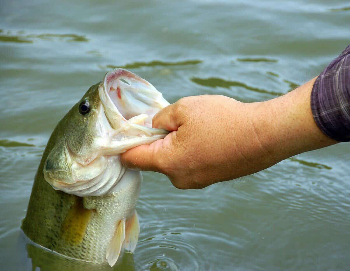 What Pound Test Line Is Best for Bass Fishing? 