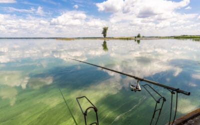 Can I Eat Fish Out of a Lake During an Algal Bloom?